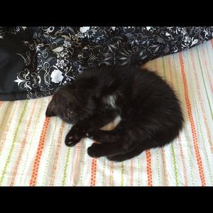 Meet your Posher, Dawood